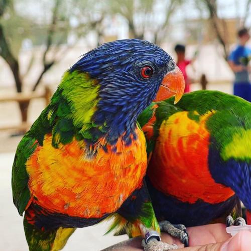 Two colorful lorikeets perched on a person's hand, surrounded by a blurred outdoor setting.