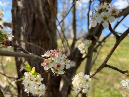Close-up of delicate white flowers blooming on a tree branch, with a blurred background of green grass and blue sky.
