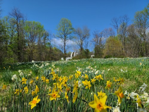 A vibrant field of yellow daffodils in bloom, with trees and a waterfall in the background under a clear blue sky.