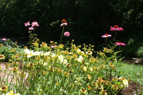 A vibrant garden with yellow flowers in the foreground and pink coneflowers in the background, near a stream.