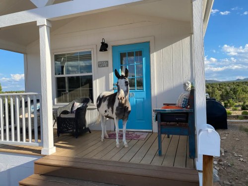 A donkey stands on a porch in front of a blue door, with a scenic view in the background.