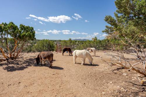 A group of ponies grazing in a dry, open area with sparse trees and a blue sky in the background.