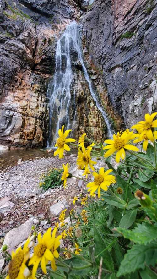 A waterfall cascades down rocky cliffs, surrounded by vibrant yellow wildflowers in the foreground.