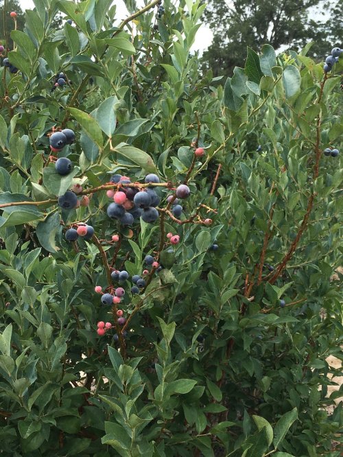 A close-up of a blueberry bush with clusters of ripe and unripe blueberries among green leaves.