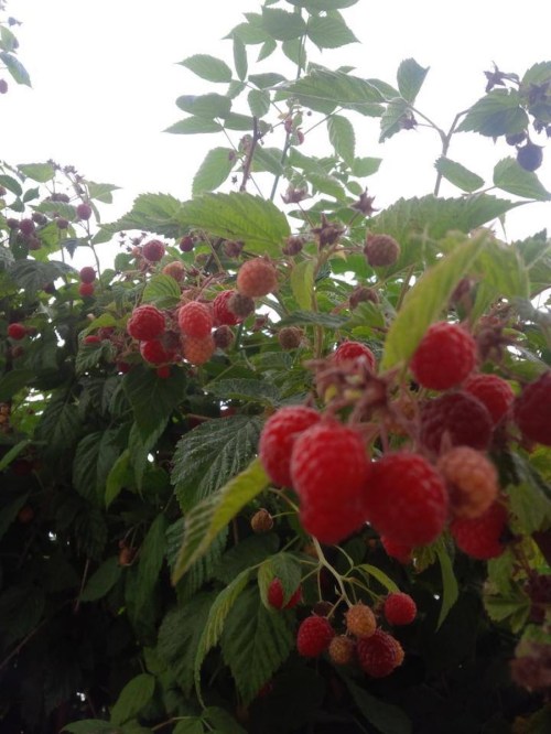 A close-up of raspberry plants with clusters of ripe and unripe red berries among green leaves.