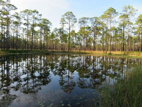 A serene landscape featuring tall trees reflected in a calm pond, surrounded by lush greenery under a clear blue sky.