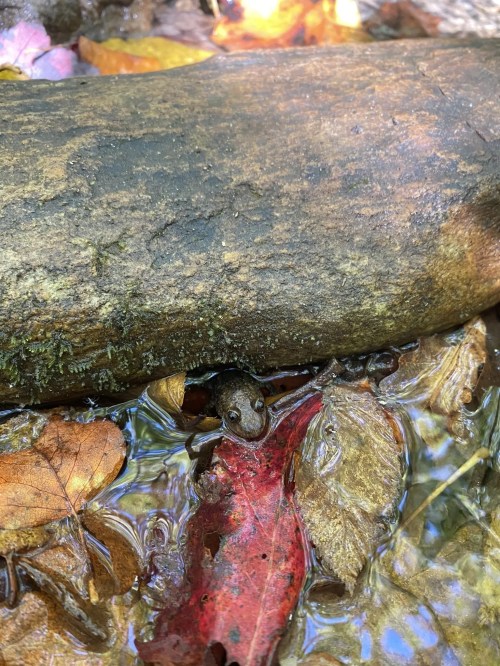 A small amphibian peeks out from under a log, surrounded by colorful autumn leaves in shallow water.