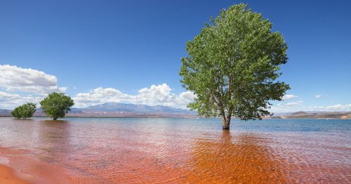 trees grow out of sand hollow reservoir at sand hollow state park in utah