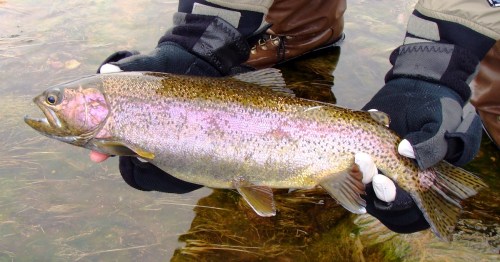 Close-up of an angler holding a pink-striped steelhead trout at Trail Creek in Michigan City, Indiana.