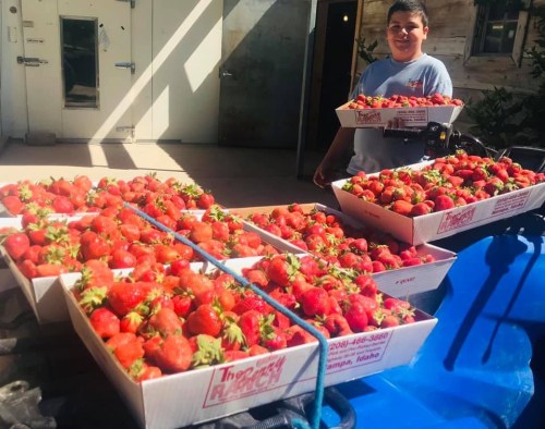 A young boy stands beside several boxes filled with fresh strawberries in a sunny outdoor setting.