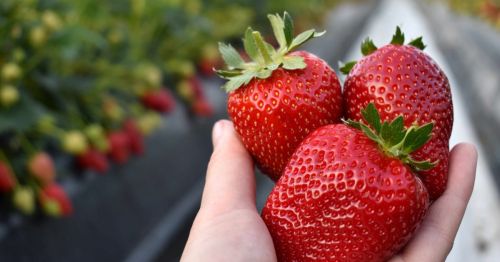 Close up of handful of strawberries with rows of strawberry bushes in the background in Kansas