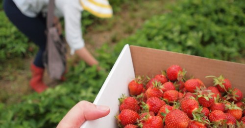 A close-up of a hand holding a box filled with fresh red strawberries.