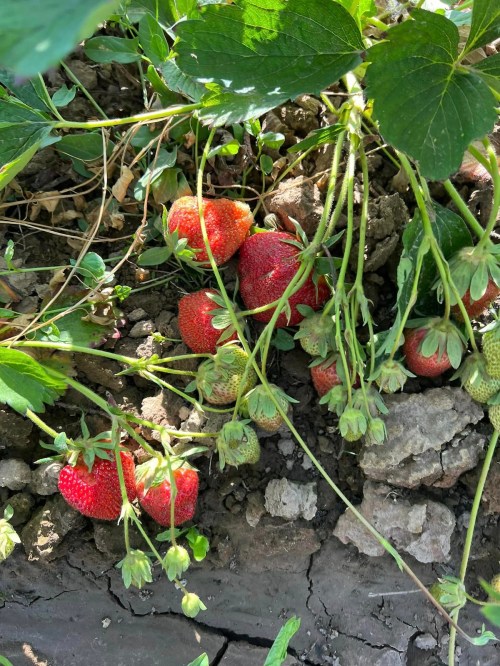 Ripe strawberries growing among green leaves and unripe berries on a dirt surface.