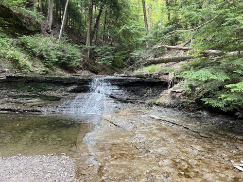 A serene forest scene featuring a small waterfall cascading over rocks into a clear pool, surrounded by lush greenery.