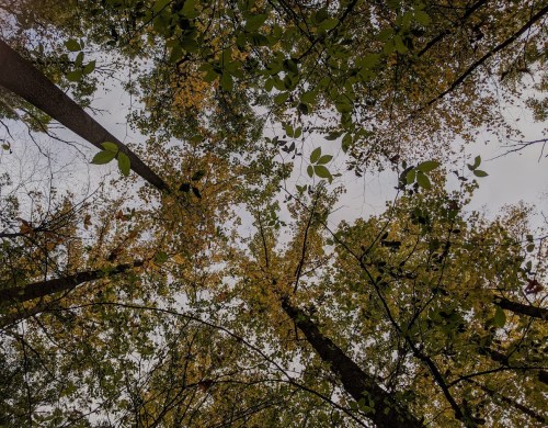 Looking up at tall trees with green and yellow leaves against a cloudy sky.