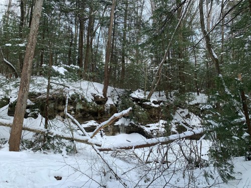 A snowy forest scene with tall trees, a rocky outcrop, and fallen branches in a serene winter landscape.