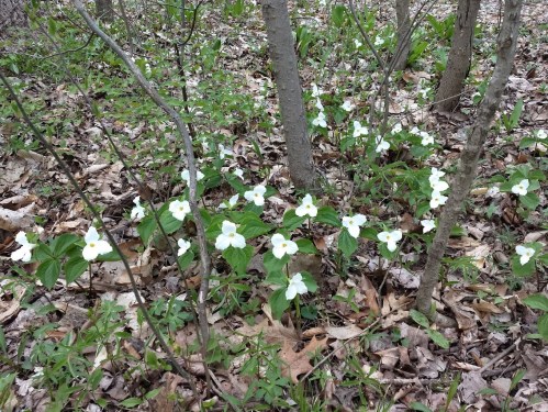 A cluster of white trillium flowers blooming among green leaves and fallen leaves in a wooded area.
