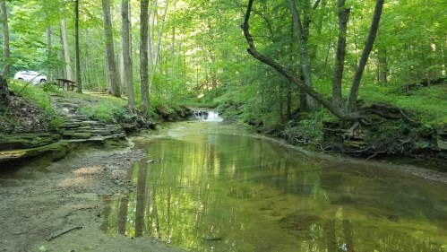 A serene forest scene with a clear stream, lush green trees, and a small waterfall in the background.