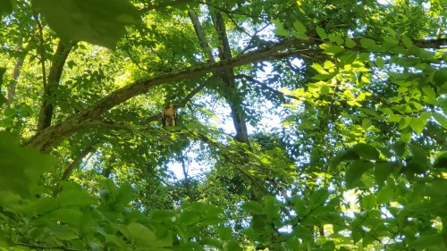 A squirrel perched on a tree branch surrounded by vibrant green leaves and sunlight filtering through.