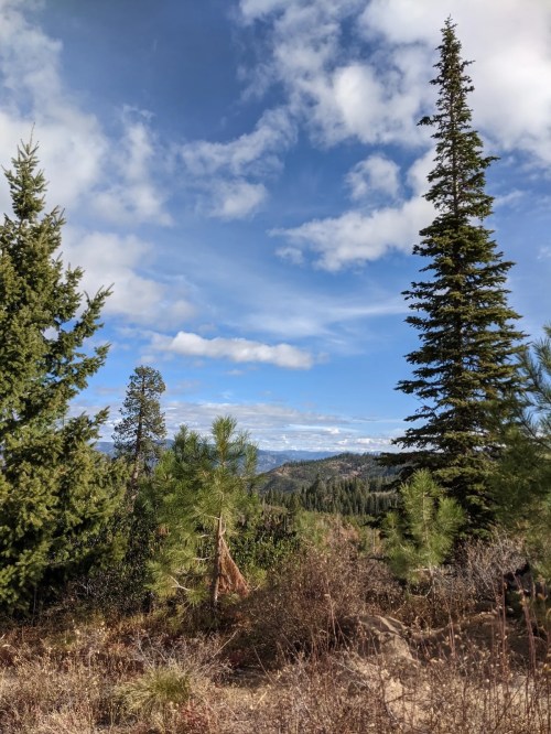 A scenic view of a forest with tall pine trees under a partly cloudy blue sky and distant mountains.