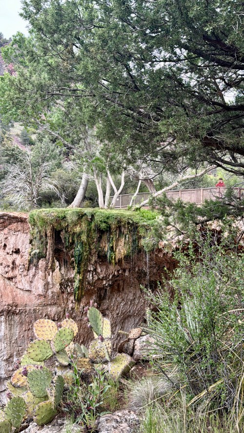 A rocky cliff with green moss, cacti, and trees, overlooking a wooden fence and a scenic landscape in the background.