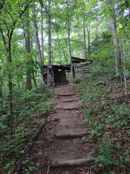A dirt path leads through lush greenery to a rustic cabin nestled among trees.