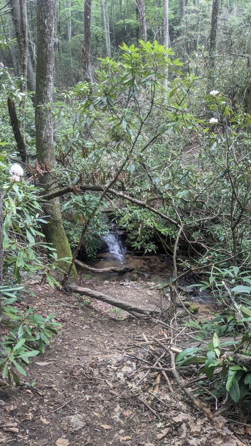A serene forest scene with a small waterfall surrounded by lush greenery and trees.