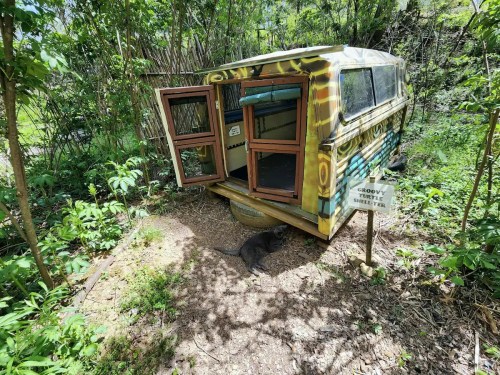 A colorful, graffiti-covered shelter with open windows sits in a lush green area, with a cat nearby.