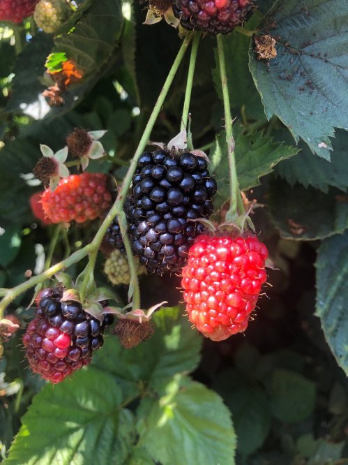 A close-up of a blackberry bush featuring ripe black and red berries among green leaves.
