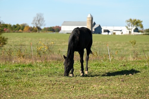 A black horse grazes in a green field with a barn and silo in the background under a clear blue sky.