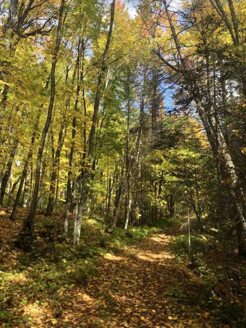 A serene forest path surrounded by trees with vibrant autumn leaves in shades of yellow and orange.