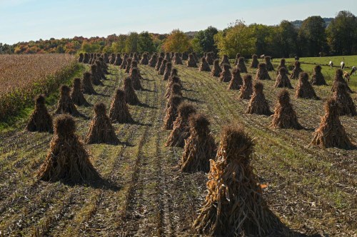 A field with rows of corn shocks, tall bundles of corn stalks, under a clear blue sky and colorful autumn trees in the background.