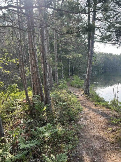 A serene forest path lined with tall trees, leading to a calm body of water, surrounded by lush greenery.