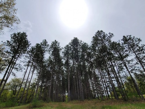 A dense grove of tall pine trees under a bright sun in a clear sky.