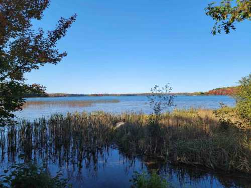 A serene lake scene with tall grasses and trees, under a clear blue sky, showcasing autumn colors in the distance.