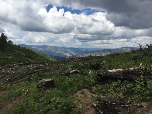 A scenic view of mountains under a cloudy sky, with fallen trees and green vegetation in the foreground.