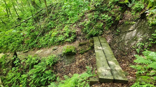 A wooden bridge over a small path in a lush, green forest with ferns and moss-covered ground.