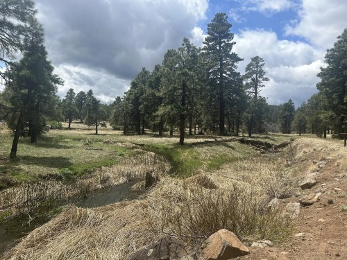A serene landscape featuring tall pine trees, a grassy field, and a small stream under a cloudy sky.