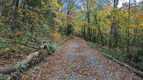 A serene forest path covered in autumn leaves, surrounded by colorful trees in a peaceful setting.