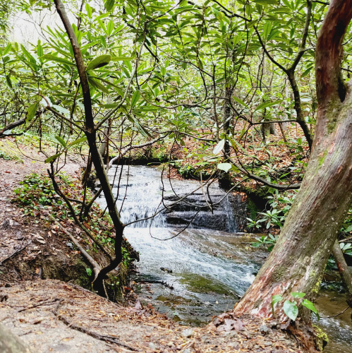 A serene forest scene featuring a small waterfall surrounded by lush greenery and trees.