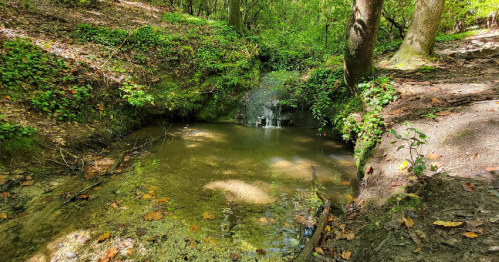 A serene forest scene featuring a small pond with a gentle waterfall surrounded by lush greenery and fallen leaves.