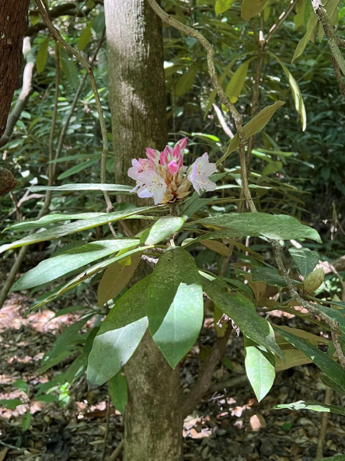 A cluster of pink and white flowers blooms among green leaves in a lush forest setting.