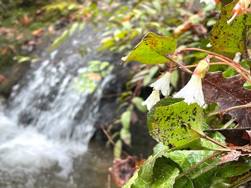 A close-up of delicate white flowers and green leaves near a gently flowing stream in a natural setting.