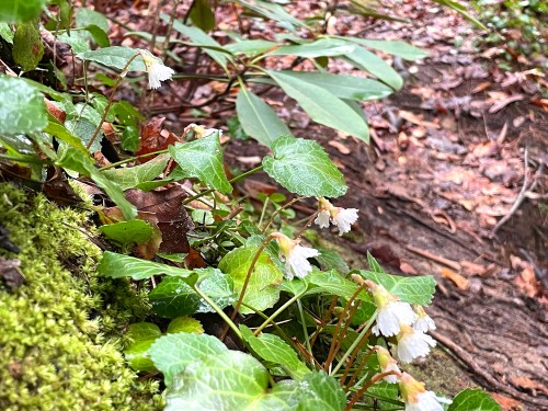 A close-up of small white flowers and green leaves growing on a mossy surface in a forested area.