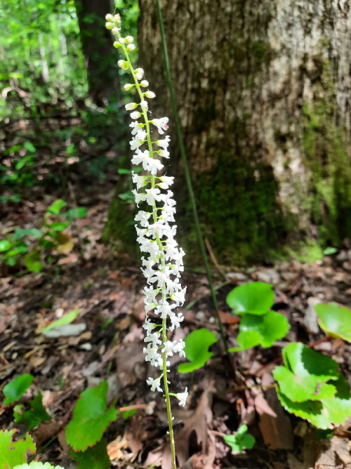 A slender spike of small white flowers stands against a blurred forest background with green leaves on the ground.