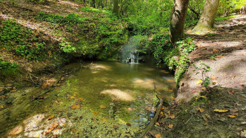 A serene forest scene featuring a small waterfall cascading into a calm pool surrounded by lush greenery.