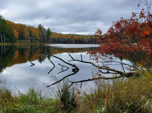 A serene lake surrounded by autumn foliage, with fallen branches reflected in the calm water under a cloudy sky.