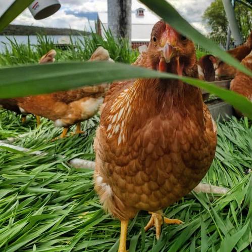 A close-up of a brown chicken among green grass, with other chickens blurred in the background.