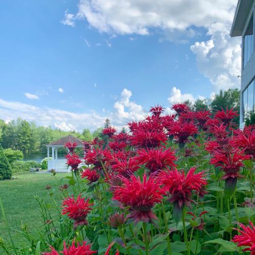 Vibrant red flowers in a garden with a gazebo and blue sky in the background.