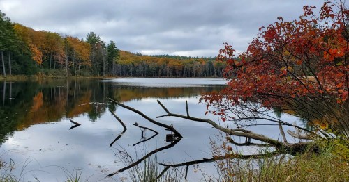 A serene lake surrounded by autumn foliage, with fallen branches reflected in the calm water under a cloudy sky.